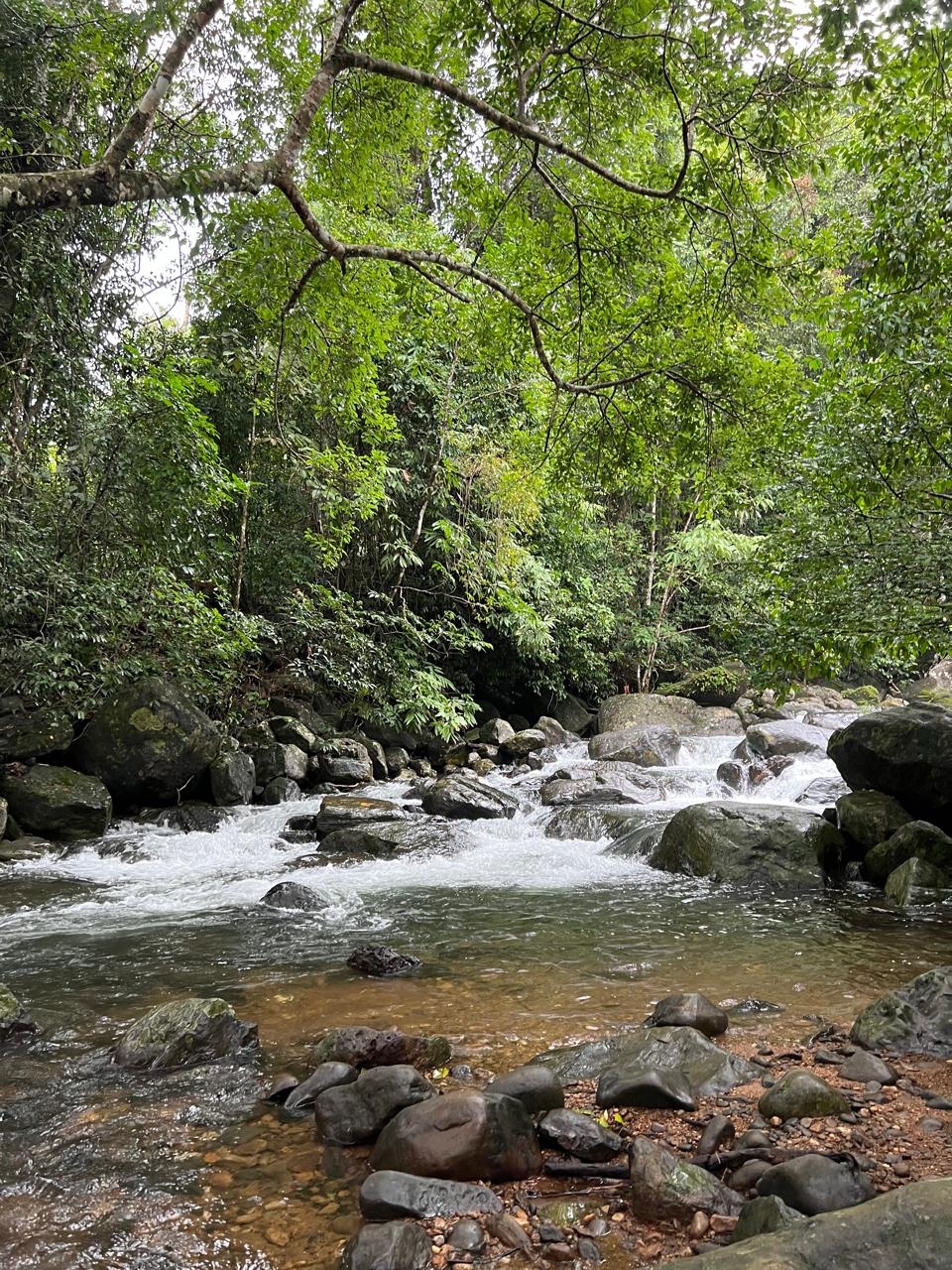 Casita Wild Root Stay